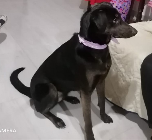 Mey