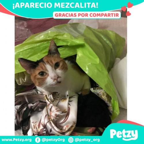 Foto de mascota Mezcalita