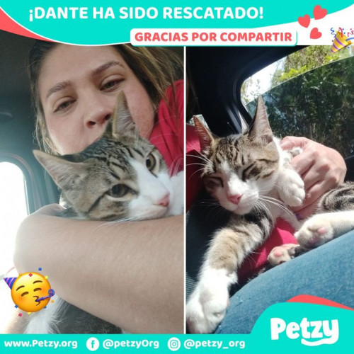 Foto de mascota Dante