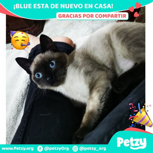 Foto de mascota Blue