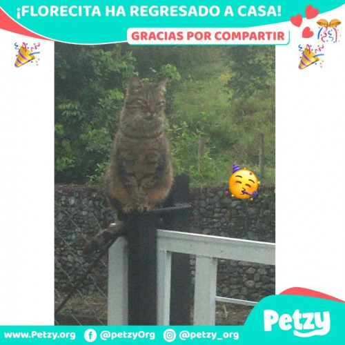 Foto de mascota Florecita