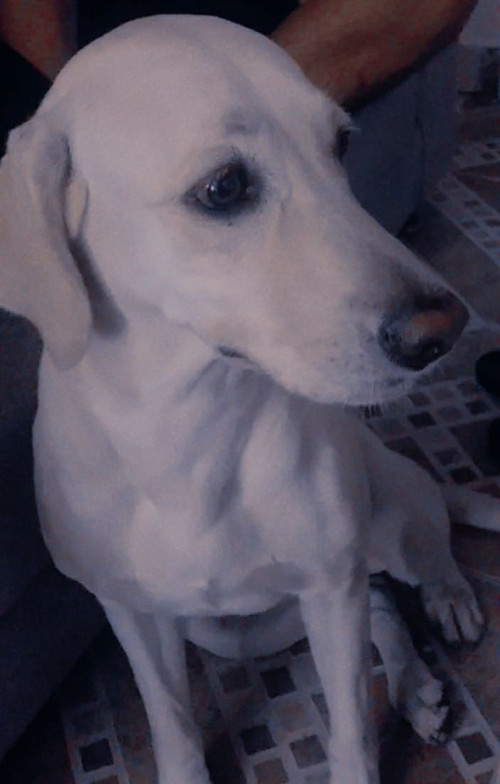 Kira