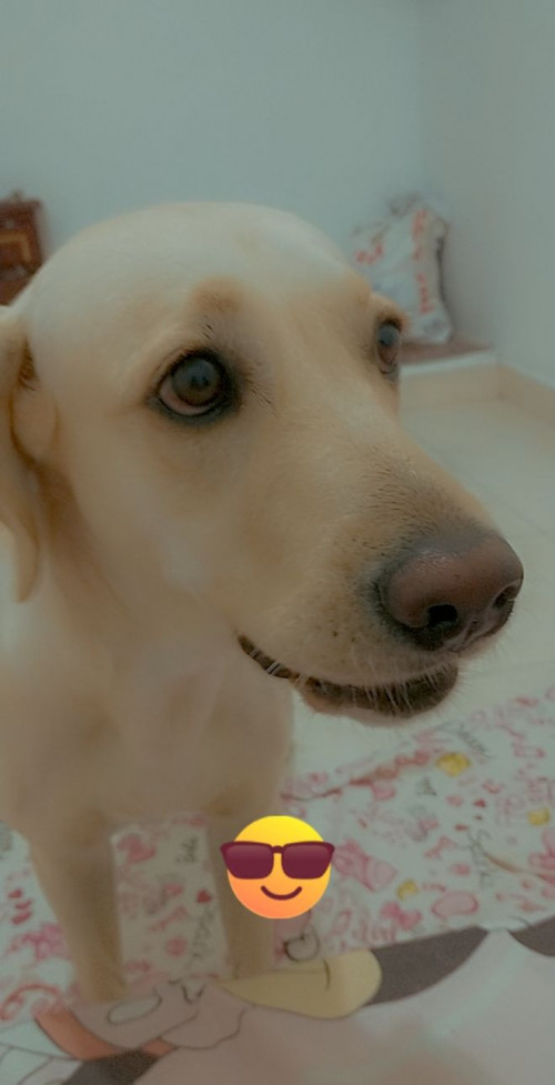 Kira