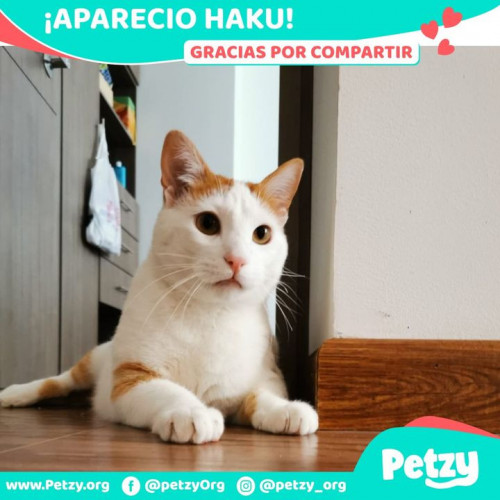 Foto de mascota Haku