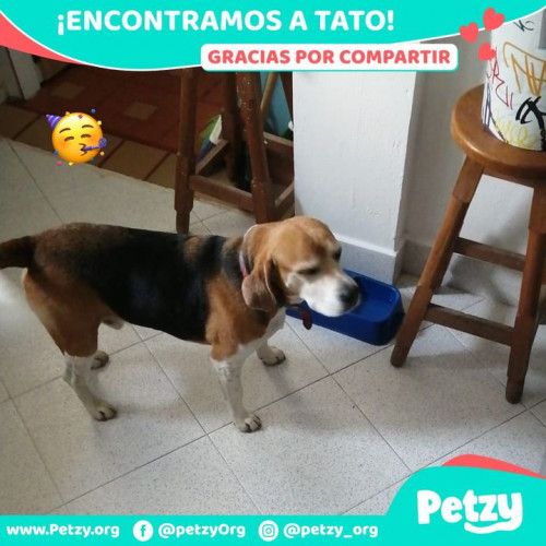 Foto de mascota Tato