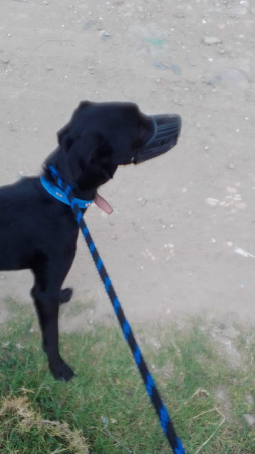 Apolo