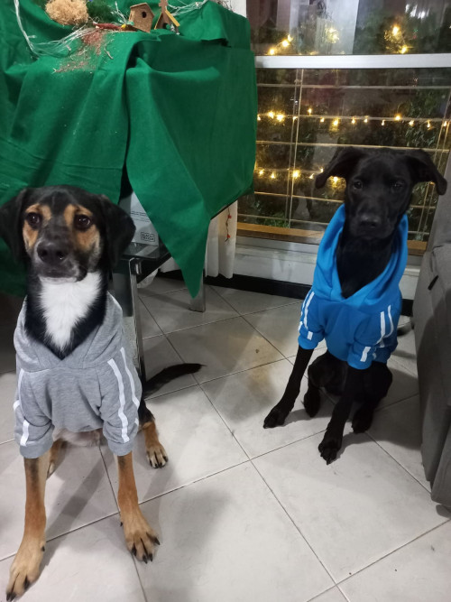 Apolo