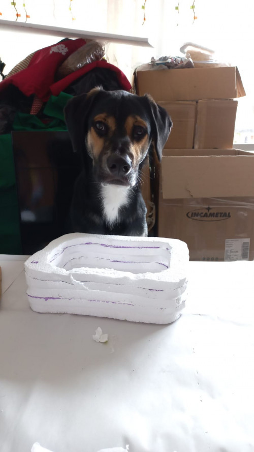 Apolo