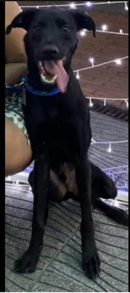 Apolo