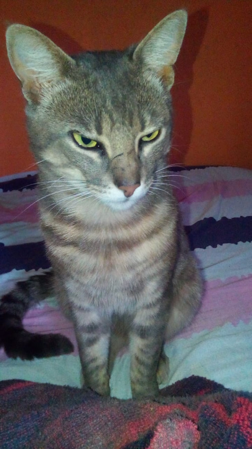 Niño