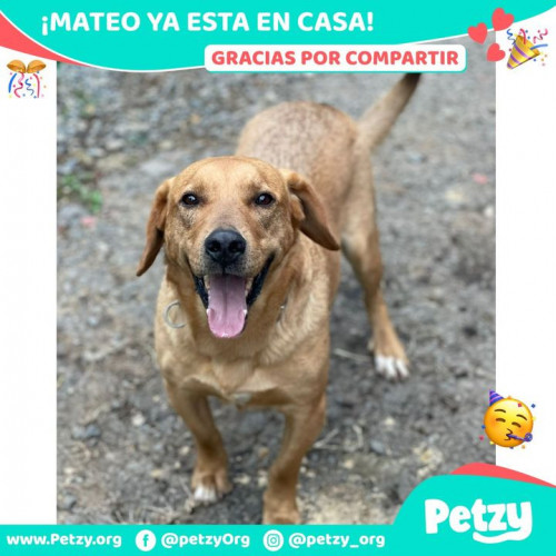 Foto de mascota Mateo