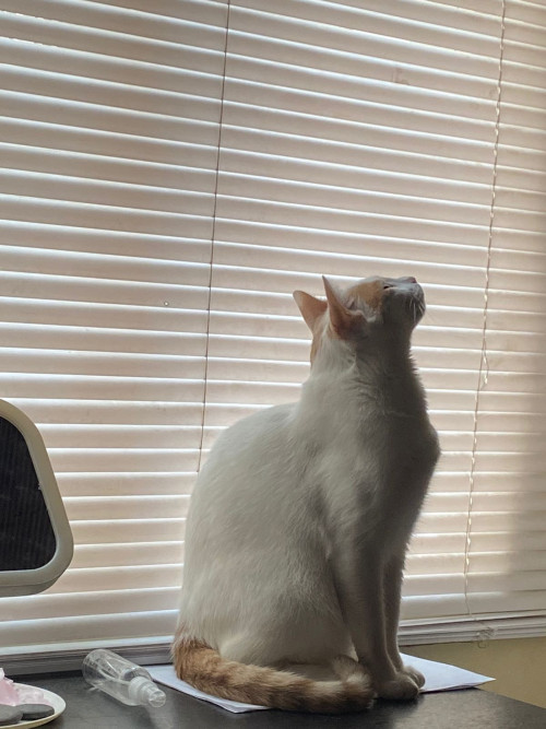 Venus