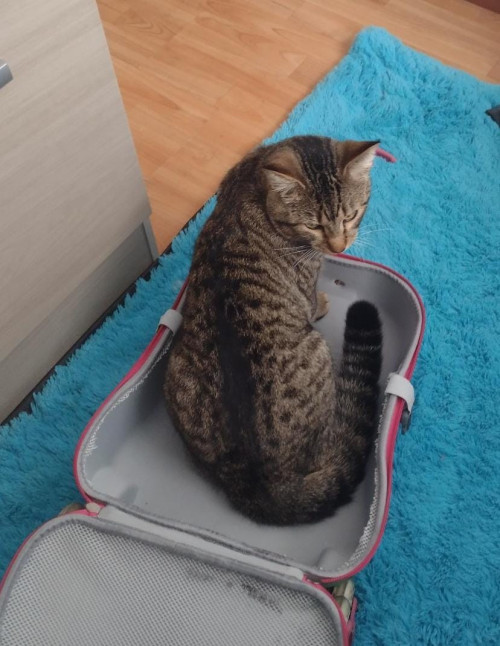 Simon