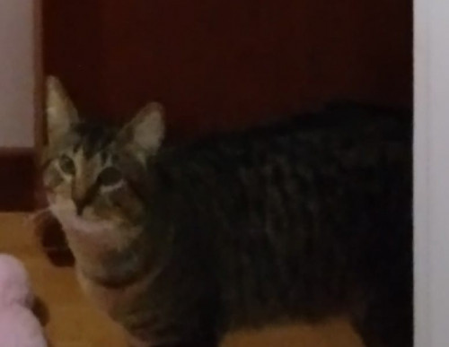 Simon