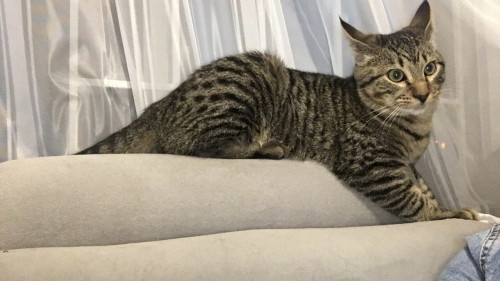 Simon
