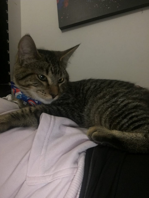 Simon