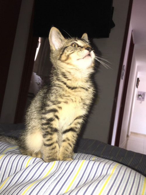 Simon
