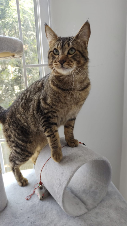Simon