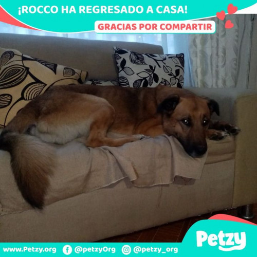 Foto de mascota Rocco