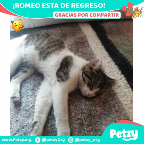 Foto de mascota Romeo