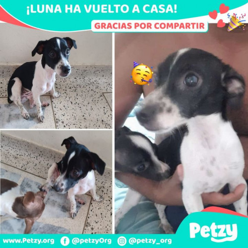 Foto de mascota Luna 