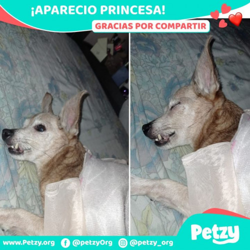 Foto de mascota Princesa