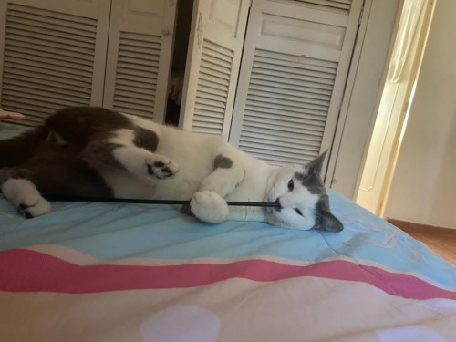 Max