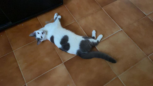 Max