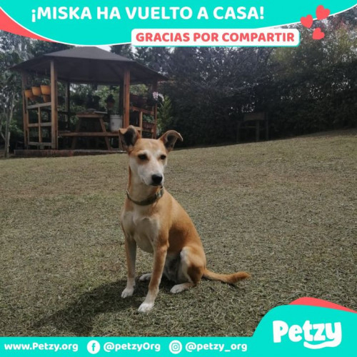 Foto de mascota Miska