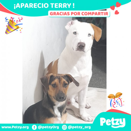 Foto de mascota Terry 