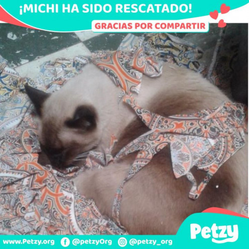 Foto de mascota Michi