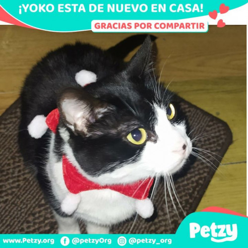 Foto de mascota Yoko