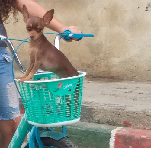Kissi