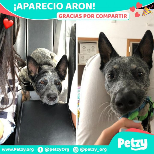 Foto de mascota Aron