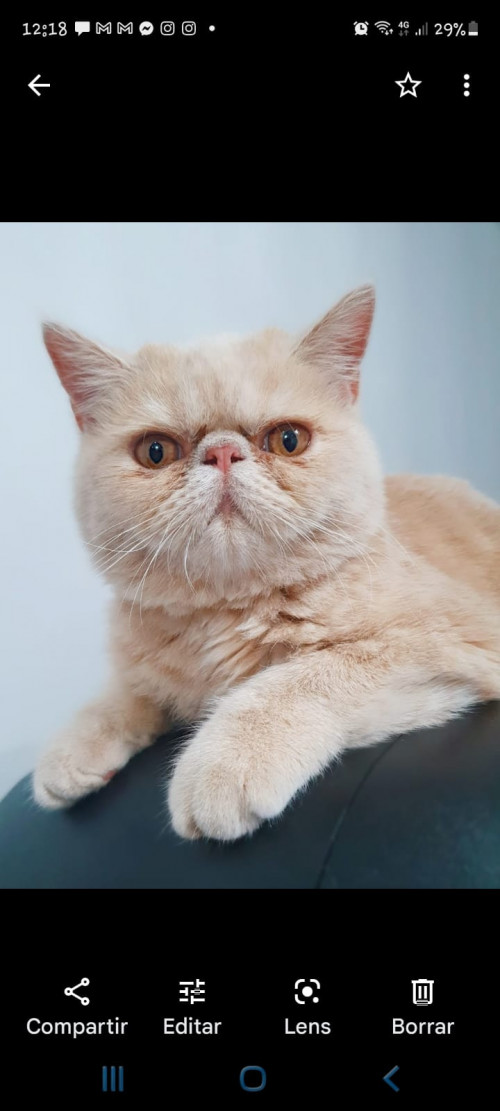 Milu