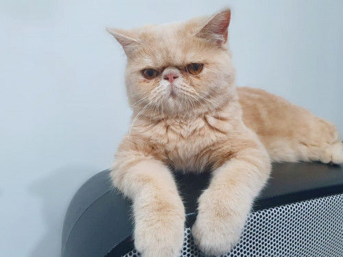 Milu