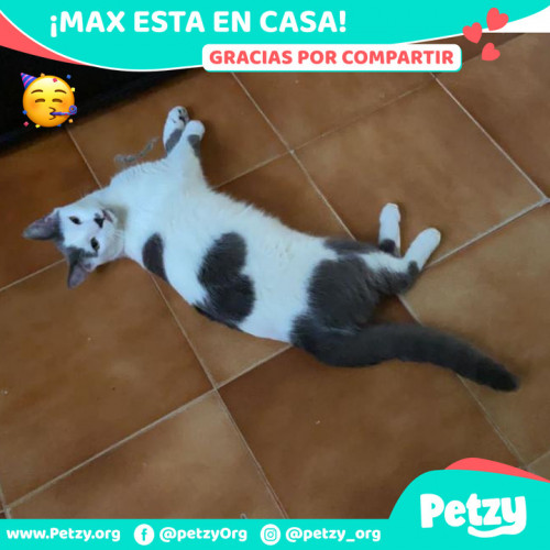 Foto de mascota Max