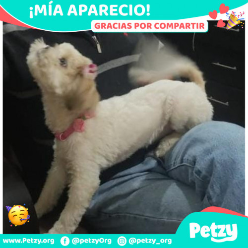 Foto de mascota Mía