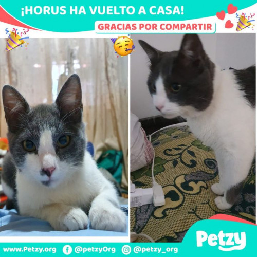 Foto de mascota Horus