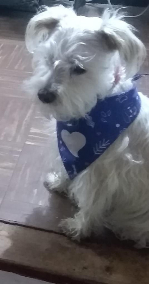 Balu