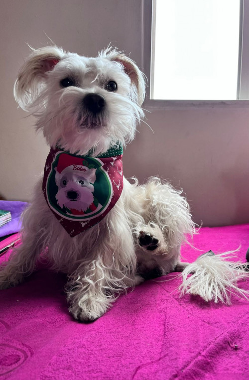 Balu