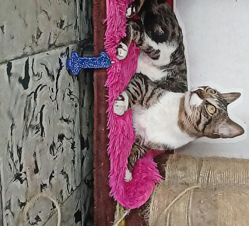 Natsu