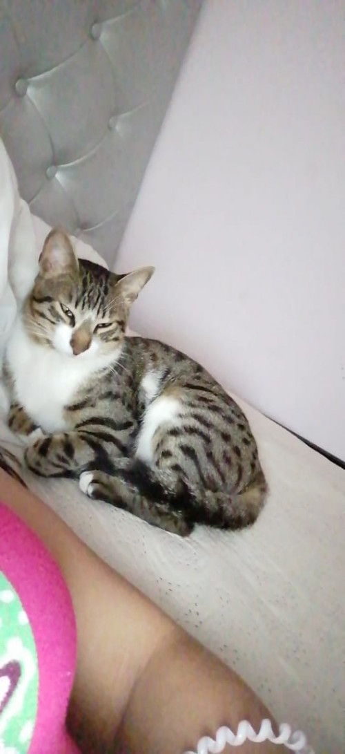 Natsu