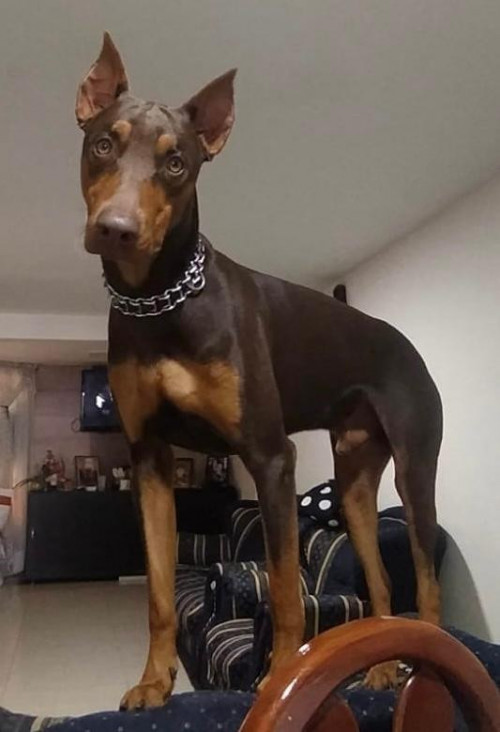 Tonto