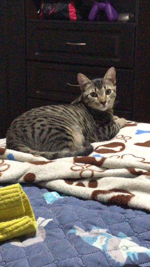 Rayito