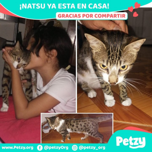 Foto de mascota Natsu