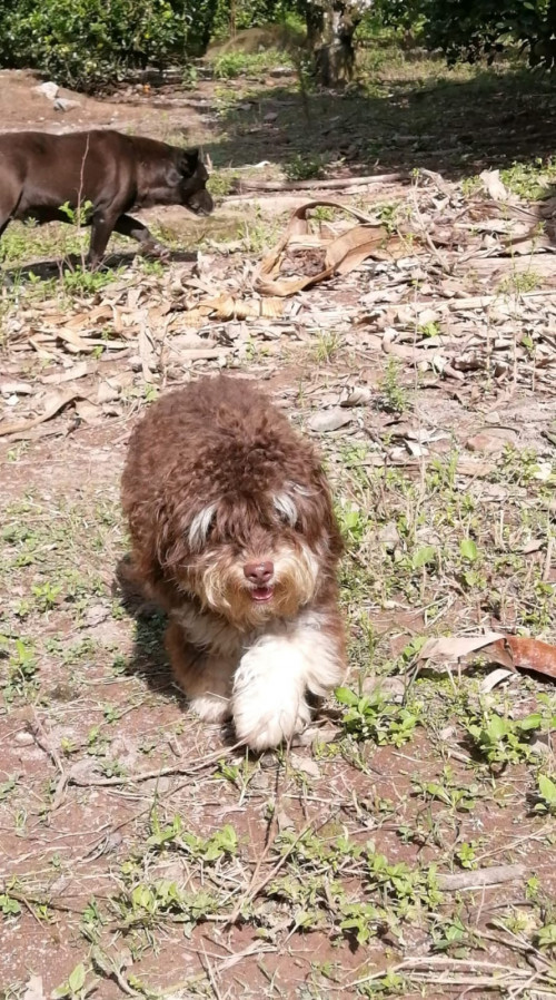 Martina