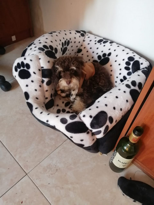 Martina