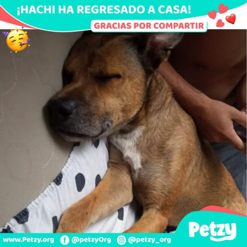 Foto de mascota Hachi