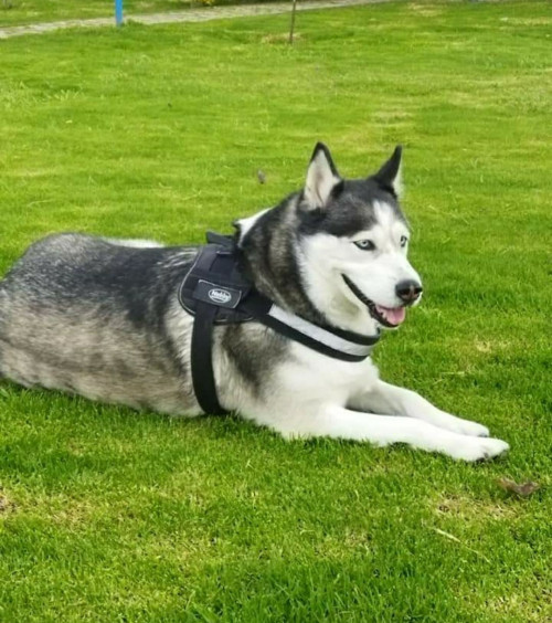Niña